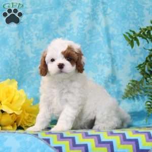 Lincoln, Cavapoo Puppy
